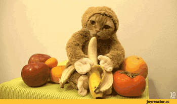 바나나 별로 안좋아하는 원숭이.gif | 인스티즈