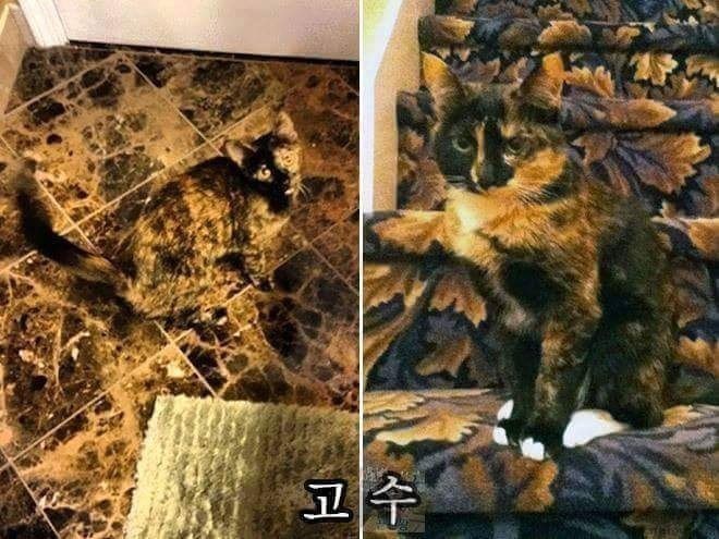 고양이의 위장술 등급.jpg | 인스티즈