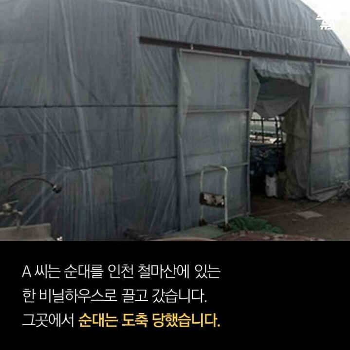 제 강아지가 잡아 먹혔습니다.jpg | 인스티즈