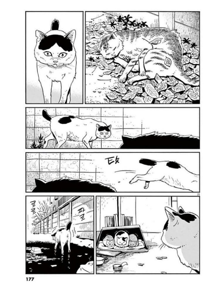 고양이 분짱(슬픔주의) | 인스티즈