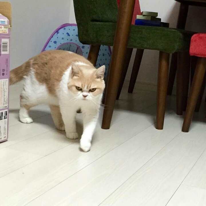 화가 난 고양이 | 인스티즈