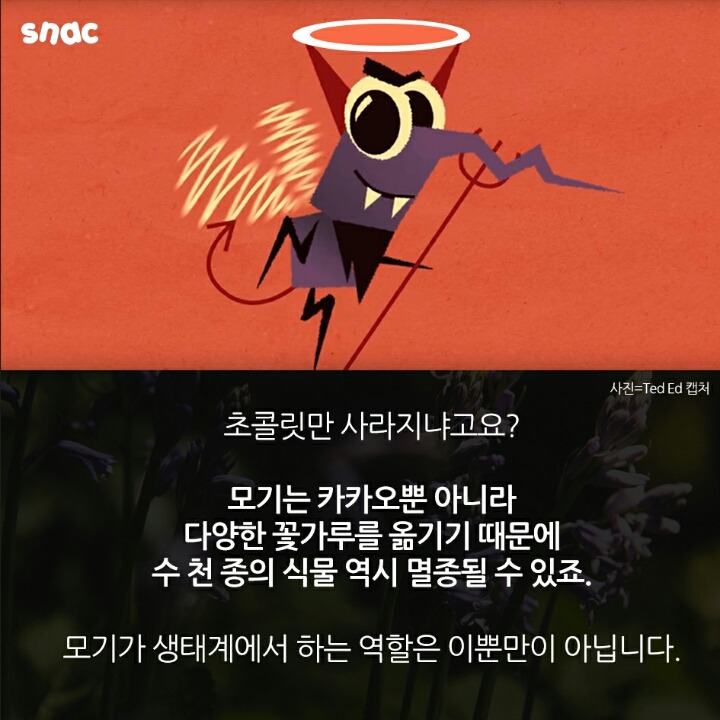 모기와 초콜릿의 평행이론 | 인스티즈