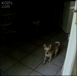 개신중.GIF | 인스티즈