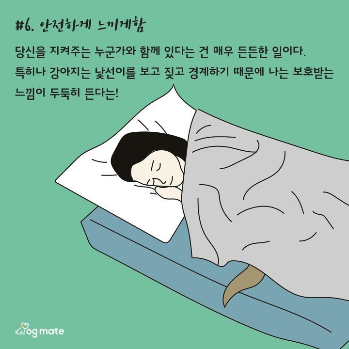 강아지와 침대에서 함께 자면 좋은이유 7가지 | 인스티즈