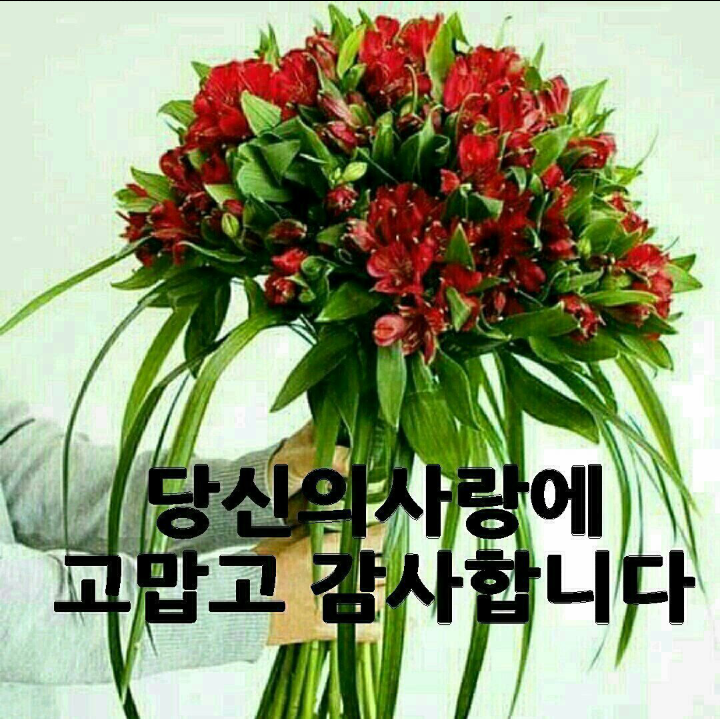 연산홍 이미지