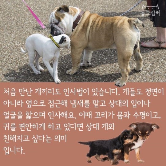 처음 만난 개와 인사하는 법 | 인스티즈