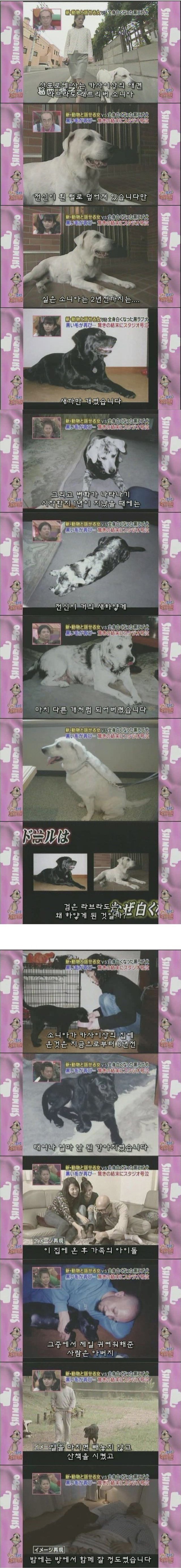 흰색으로 변해버린 강아지 소니아.jpg | 인스티즈