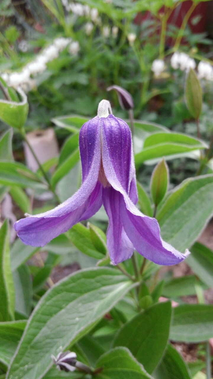 블루벨 이미지