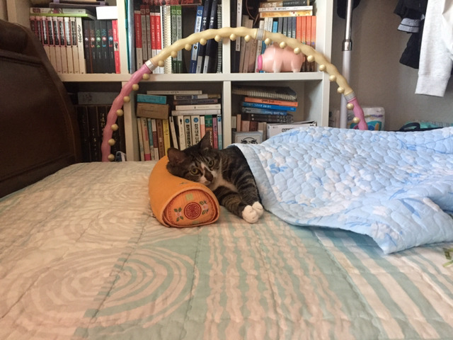 울집 냥이들사진 올려봅니다(데이터 주의) | 인스티즈