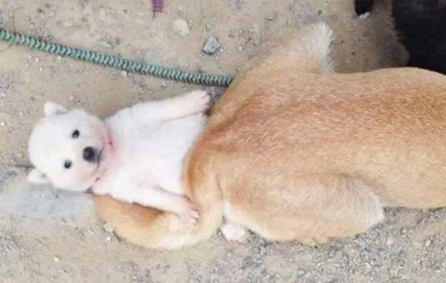 솜사탕 이미지