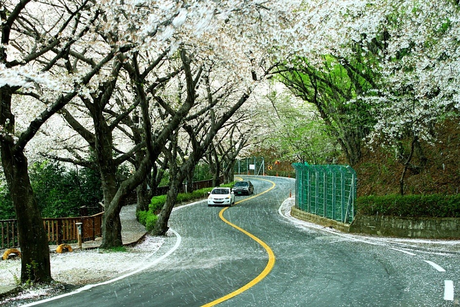 사랑하는사람과함께떠나는 국내 최고의 벚꽃드라이브코스들 | 인스티즈