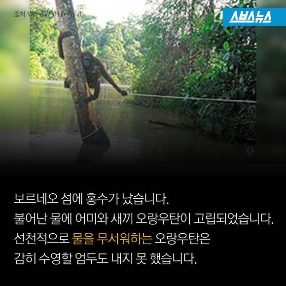 숲에 사는 사람들 | 인스티즈