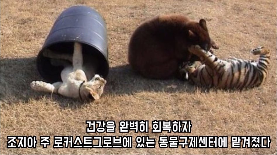 맹수 세 마리의 아름다운 우정 | 인스티즈