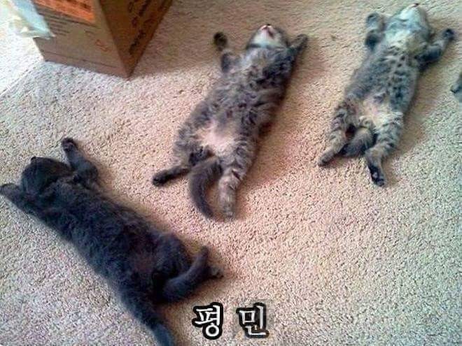 당신의 고양이는? | 인스티즈