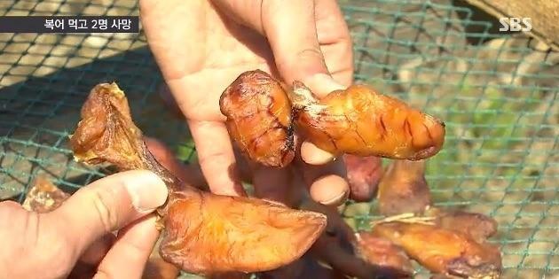 복어 훔고 사망 jpg | 인스티즈
