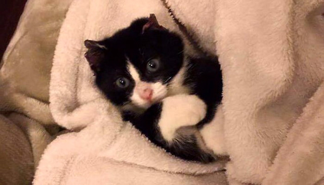 학대로 두 귀 불타 없어지고도 사람 따르는 고양이 | 인스티즈