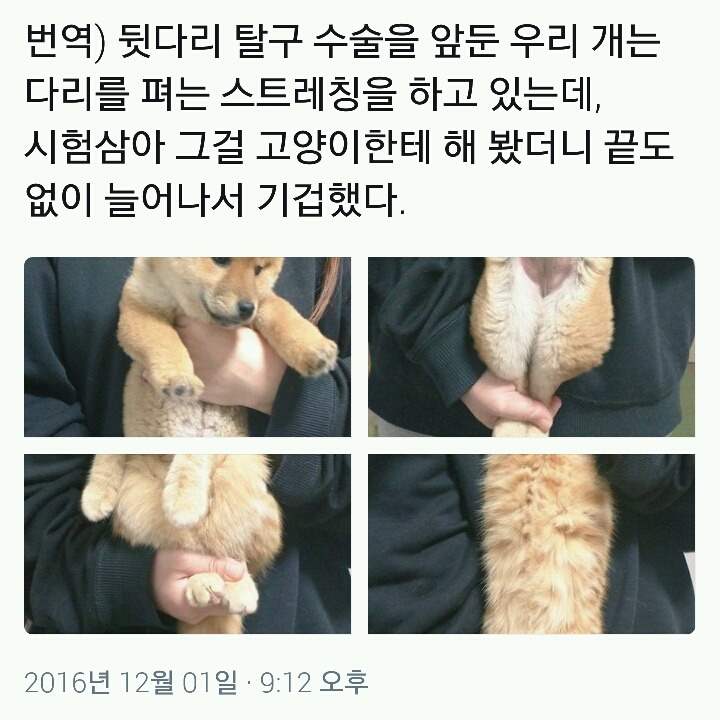 개와 고양이를 데리고 다리펴는 스트레칭 했는데.twt | 인스티즈