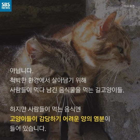 "살찐 거 아니에요 부은 거예요"(길고양이) | 인스티즈