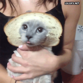 끼어버린 동물들 | 인스티즈