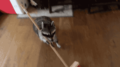 집 청소하는 너구리.gif | 인스티즈