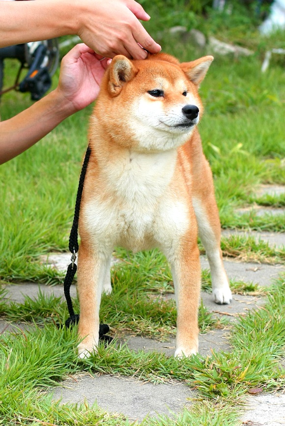 사치 이미지