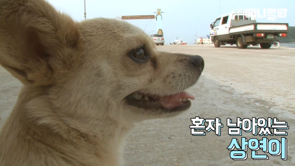 혼자 버스타고 지인 만나러 가는 강아지 상연이.jpg | 인스티즈