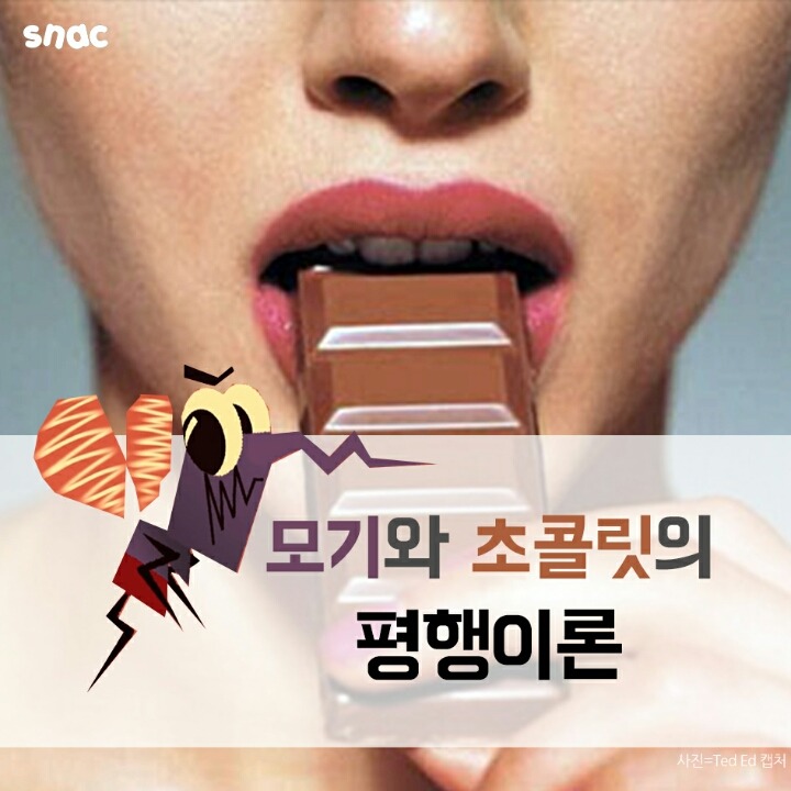 모기와 초콜릿의 평행이론 | 인스티즈