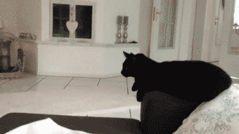 냥이파이브.gif | 인스티즈