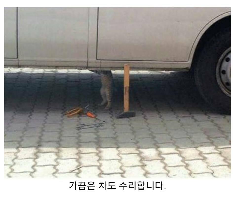 차량 수리비하는 고양이입니다... | 인스티즈
