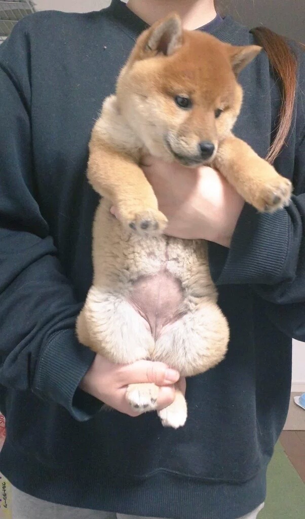 강아지 스트레칭을 고양이에게 시켜보았다.twt | 인스티즈