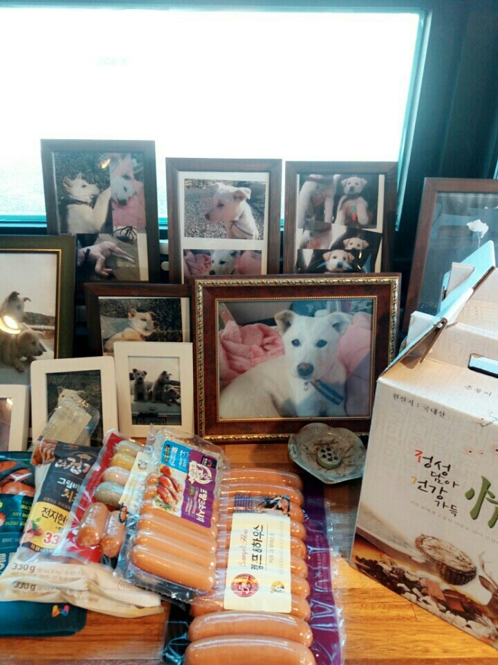 창녕 매실이 이야기를 아시나요?개소주가 되어서 돌아온 우리 매실이를 기억해주세요. 동물보호법강화를 위해 관심가져주세요 | 인스티즈