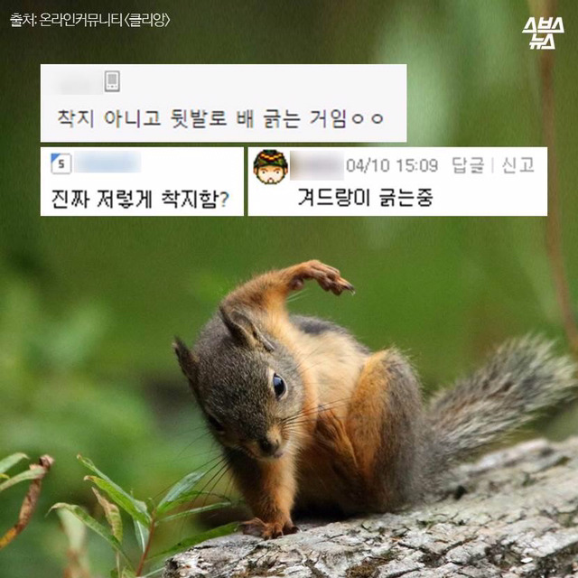 다람쥐 마블설의 진실 (feat.귀여움 뒤에 숨은 안타까운 사연ㅠㅠ) | 인스티즈