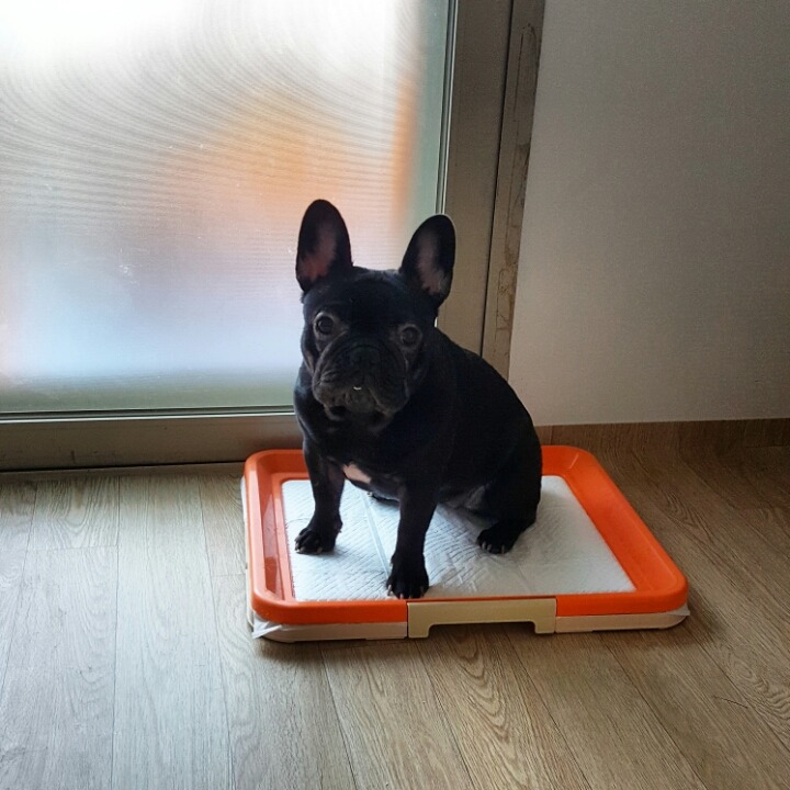 돼지두마리 이미지