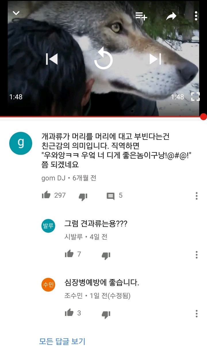 개과류가 머리를 부빈다는건 친근감의 의미 | 인스티즈