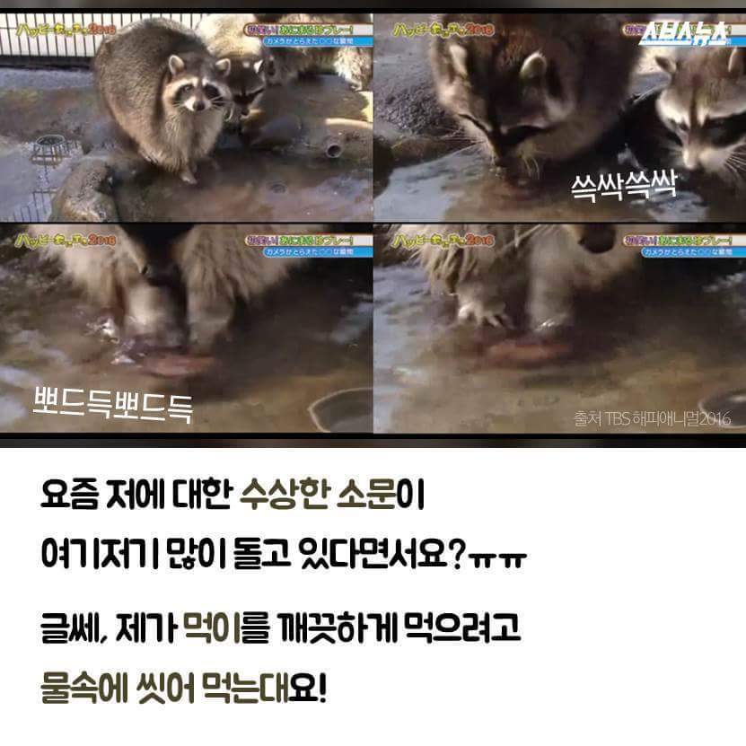 라쿤이 물속에 먹이를 넣는 이유 | 인스티즈