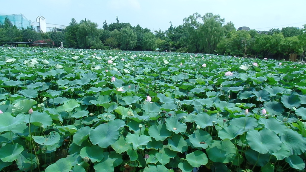 데이트 코스로 유명한 전주 덕진공원 예쁜 연꽃 풍경 | 인스티즈