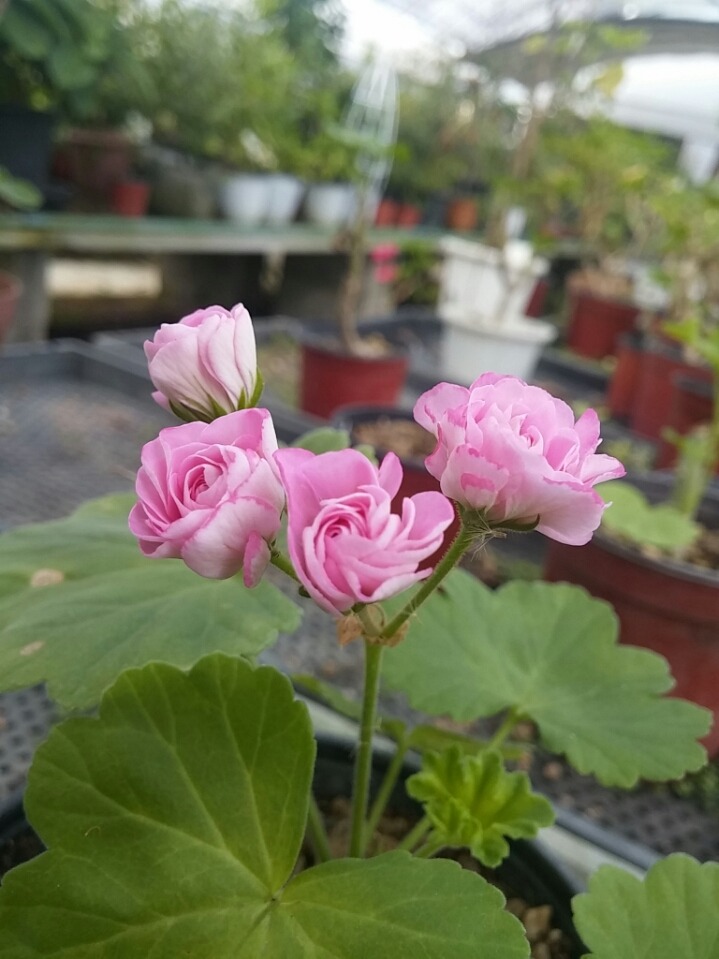 램블러 이미지