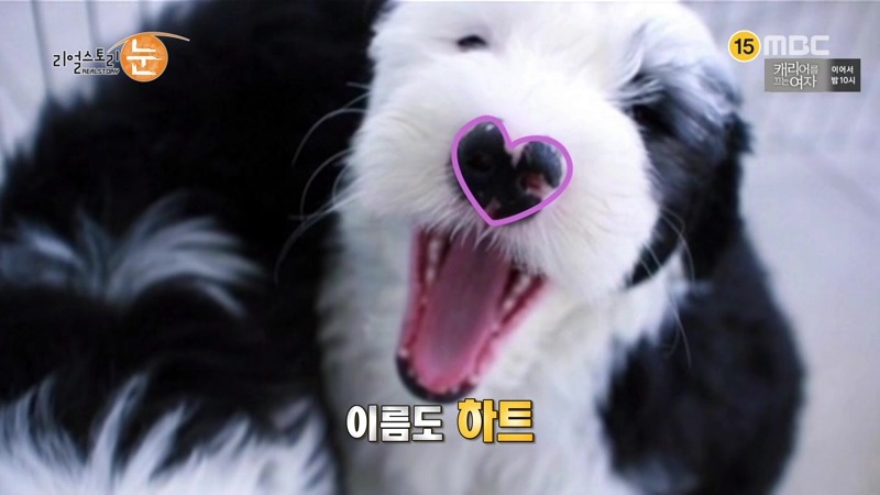 길가던 남의 애완견 때려죽여서 잡아먹은 사건 가해자들의 반응.jpg | 인스티즈
