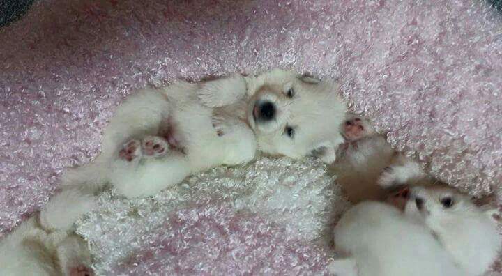 강아지 마약방석의 위험성.jpg (심쿵사 주의) | 인스티즈