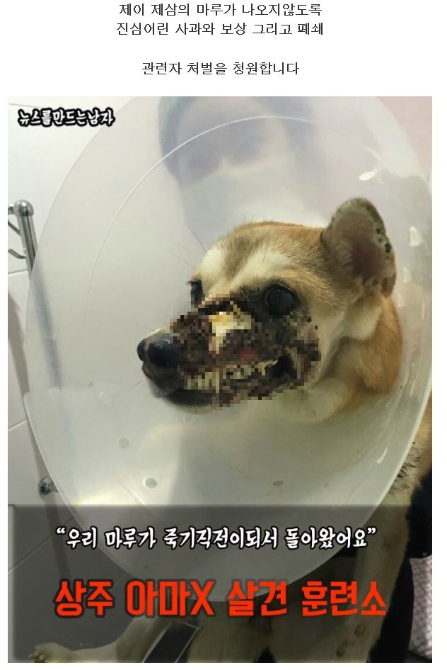 훈련때문에 보낸 마루가 죽기직전이 되어서야 돌아왔습니다 | 인스티즈