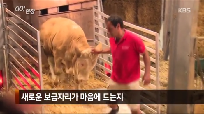 고마움을 표현하는 소.jpg | 인스티즈