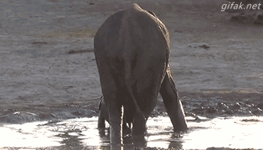 물놀이 계속 하고 싶은 새끼코끼리.GIF | 인스티즈