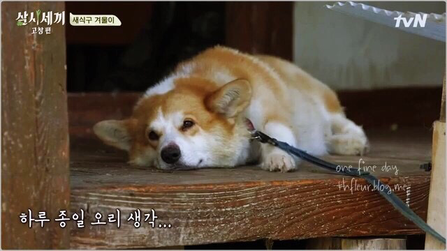 너무 귀여운 유해진 반려견 겨울이♡ | 인스티즈