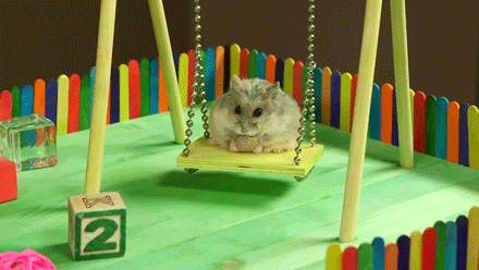 [햄스터] 햄스터.gif (데이터 주의) | 인스티즈