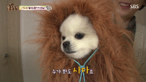누가봐도 사자임 아무튼 사자임.gif | 인스티즈