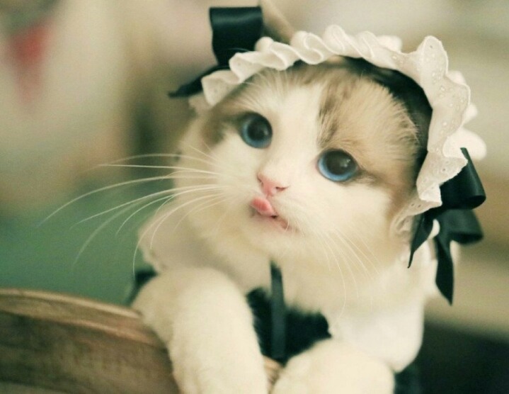 고양이 미모 | 인스티즈