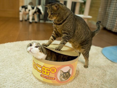 나만 없어 고양이 나만... | 인스티즈