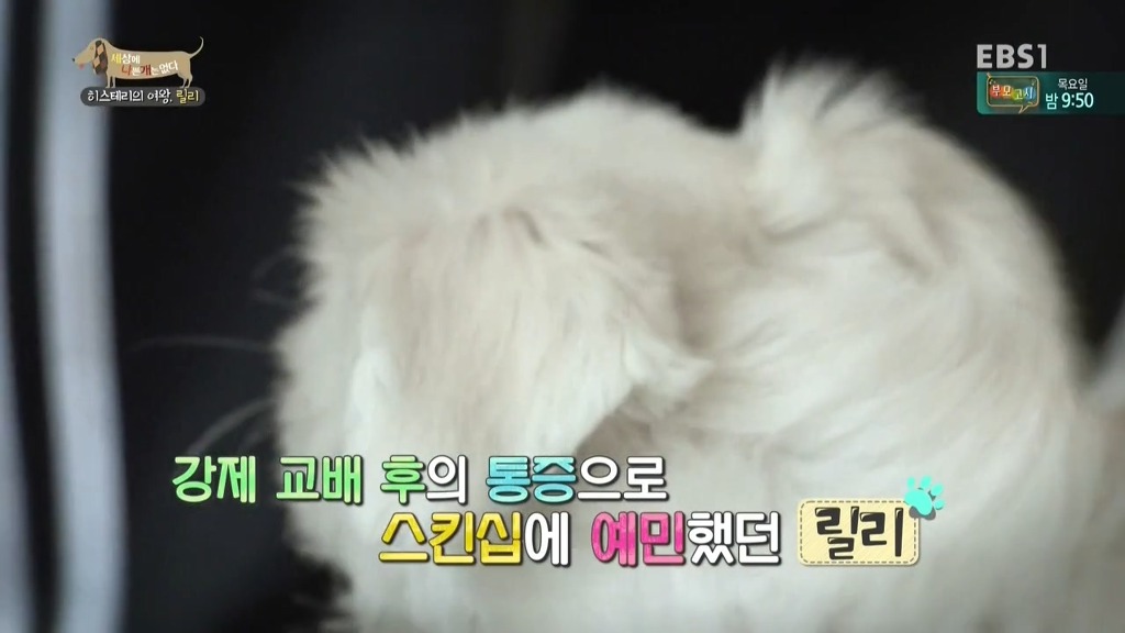[세상에나쁜개는없다] 가족들에게 짖고 무는 강아지 릴리햏 | 인스티즈