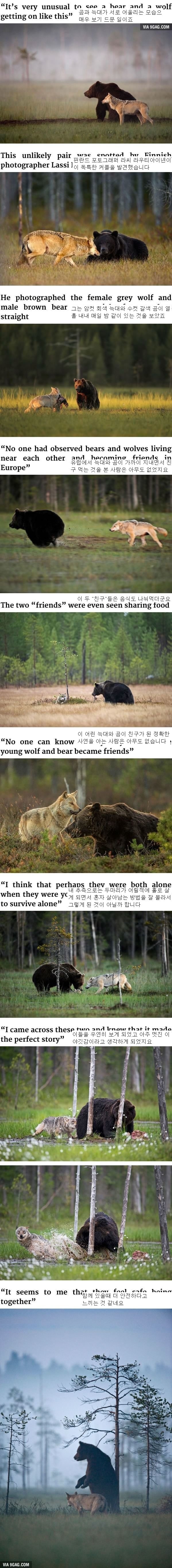 늑대와 곰의 우정 | 인스티즈
