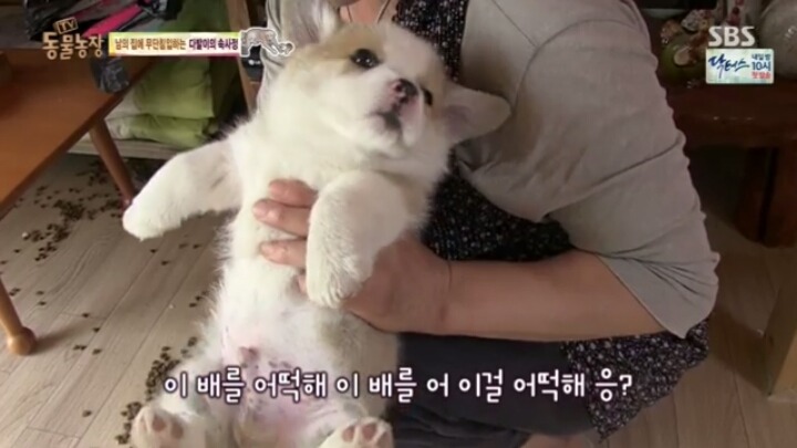 [동물농장] 웰시코기 6남매.jpg | 인스티즈